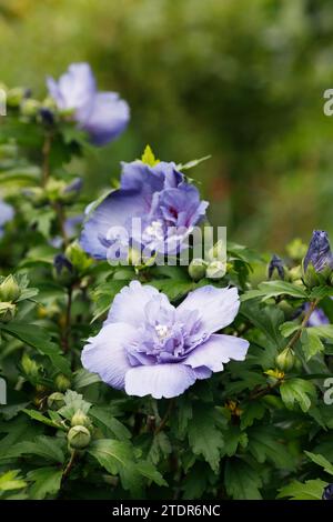 Hibiscus syriacus 'Blue Chiffon' flowers. Stock Photo