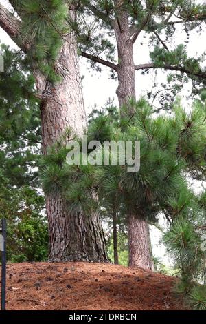 Long-Leaf Pine Shrub in Woods and Pile of Pine Needles on Ground Stock Photo
