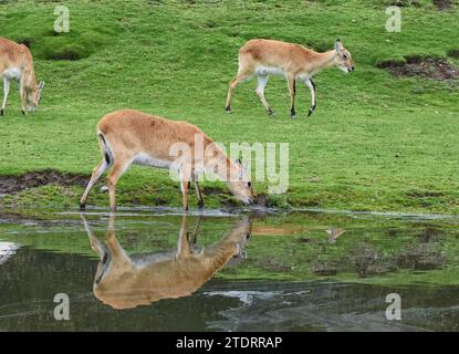 A herd of Kafue Flats Lechwe strolling by the waterside. Stock Photo