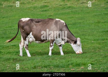 Brown cow with white spots grazing in a meadow Stock Photo