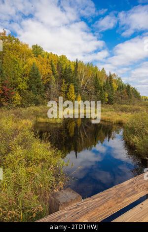 A stream running through a pretty woodland in northern Wisconsin. Stock Photo