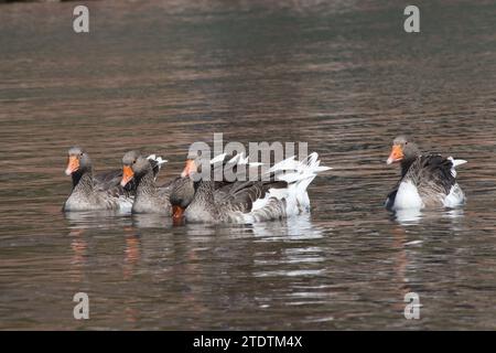 A gaggle of greylag geese swimming in a lake in Turkey Stock Photo