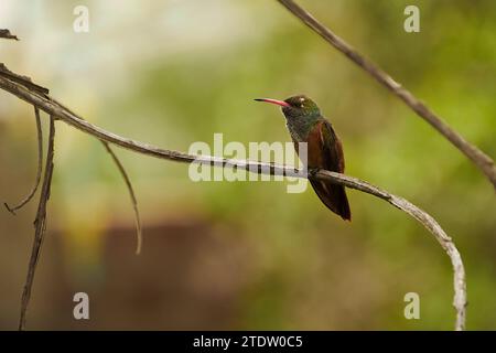 rufous-bellied hummingbird standing on a tree branch resting from prolonged flight Stock Photo