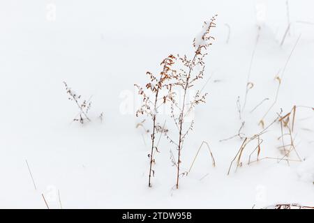 Dry field grass and plants covered in white snow. Winter landscape, background Stock Photo