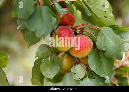 Ripe sweet apricots ripe in tree garden, agricultural harvest, after rain with hail, traces remained on fruits and leaves, wounded by hail Stock Photo