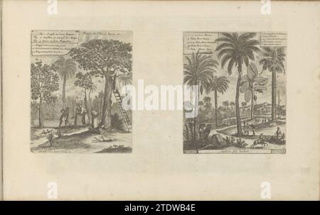 Landscapes with mango trees, coconut and palm trees, 1682 - 1733 Two performances on an album magazine. On the left a landscape with the mango tree. On a ladder against the tree, a man picks the mangos. Another man is grafting: part of the tree is fixed on another tribe. On the right show some palm trees and a coconut tree. A man climbs up in the coconut tree. With a legend in Dutch and French. The prints are part of an album. Leiden paper etching  East-India. Java Two performances on an album magazine. On the left a landscape with the mango tree. On a ladder against the tree, a man picks the Stock Photo