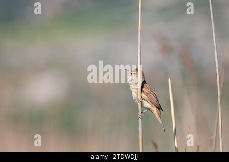 Common Reed Warbler, Acrocephalus scirpaceus singing in the reeds. Stock Photo