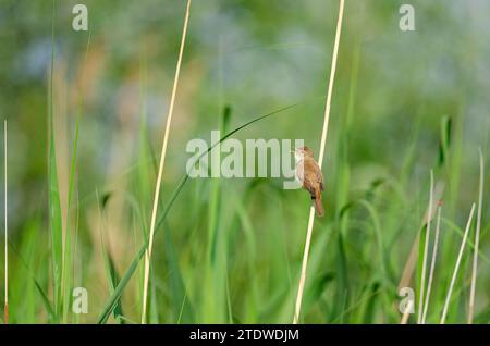Common Reed Warbler, Acrocephalus scirpaceus singing in the reeds. Stock Photo