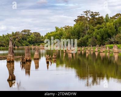 Stumps from felling of bald cypress trees in the past seen in calm waters of the bayou of Atchafalaya Basin near Baton Rouge Louisiana Stock Photo