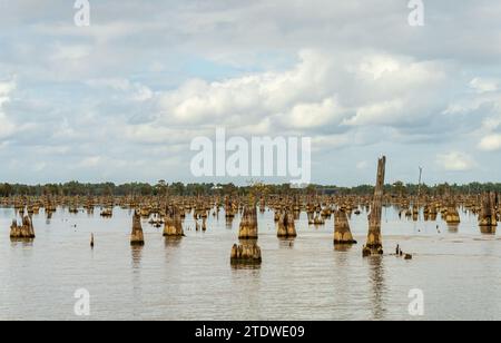 Stumps from felling of bald cypress trees in the past seen in calm waters of the bayou of Atchafalaya Basin near Baton Rouge Louisiana Stock Photo