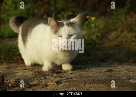 Cute stray cat sitting on ground outdoors, space for text Stock Photo