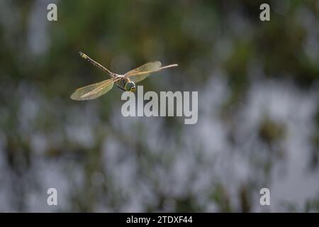 An Australian Emperor dragonfly in flight hunting over a reedy lagoon in the St Lawrence wetlands in Central Queensland, Australia. Stock Photo