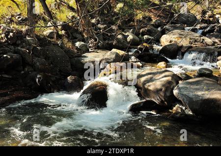 A stormy stream of a shallow stream flowing down from the mountains through the currents of the autumn forest, bending around large stones on its way. Stock Photo