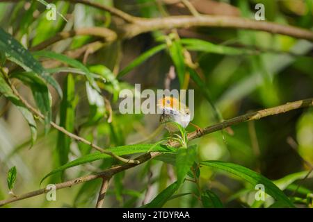 Rufous-faced Warbler perched on a branch Stock Photo