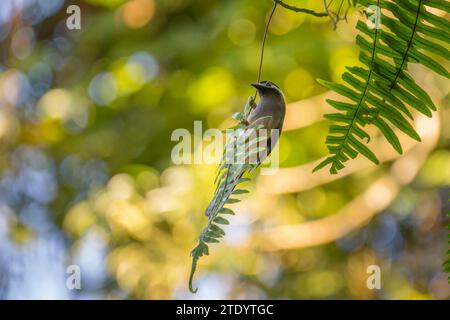 White-eared sibia endemic bird Taiwan perched on a branch in the forest of Taiwan Stock Photo