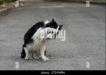 Border collie dog doing exercise shame outdoors.  Stock Photo