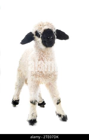 lamb Valais Blacknose in front of white background Stock Photo