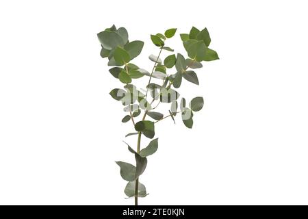 Fresh eucalyptus sprig isolated on a white background. Stock Photo