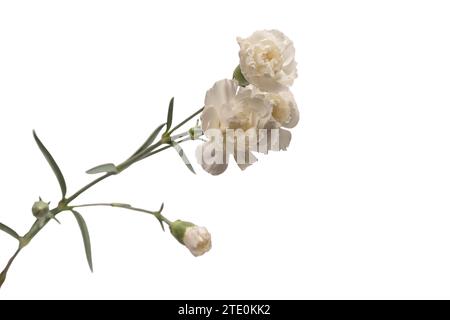 White beautiful carnation flower isolated on a white background. Stock Photo