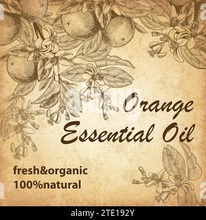 Engraved orange fruits, leaves, branches and blooming flowers with orange essential oil text. Vector hand drawn illustration. Label for cosmetics, medicine, treating, aromatherapy, package design. Stock Vector