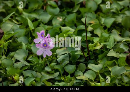 Pink Flowers and water hyacinth in a pond Stock Photo