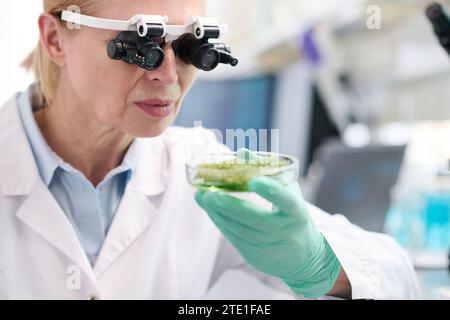 Female Scientific Researcher Examining Sample on Petri Dish Stock Photo