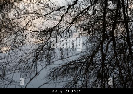 Dark, impressive tree crown and winter branches silhouette reflected in a pond at twilight. Stock Photo