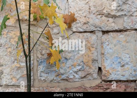 Small tree with yellow and brown fall foliage set against an old, painted, stone wall in Jerusalem, Israel Stock Photo