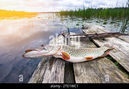 Freshwater Northern pike fish know as Esox Lucius on vintage wooden jetty on a summer day. Big freshwater pike fish just taken from the water Stock Photo