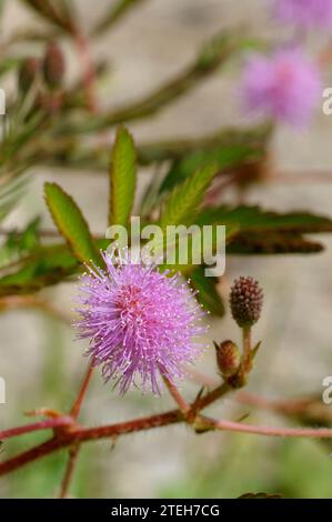 Mimosa pudica flowers and leaves Stock Photo