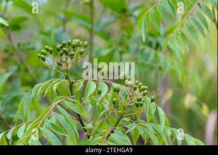 Murraya koenigii leaves and unripe fruits Stock Photo