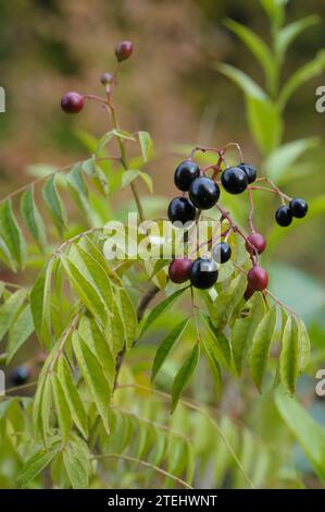 Murraya koenigii leaves and fruits Stock Photo