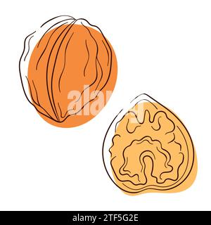 Walnut in line art style small collection. Set of nuts for design menu, cafe, package. Vector illustration isolated on a white background. Stock Vector