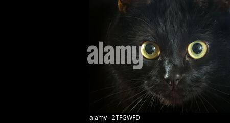 Bombay cat. portrait of a black cat close-up. look of the cat. copy space Stock Photo