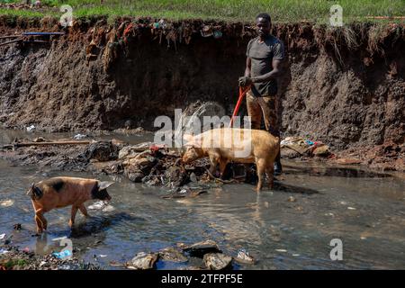 Pigs walking to a man cleaning a sewer river running through Kibera Sum in Nairobi, Kenya. A view through the everyday life in Kibera currently Africa Stock Photo