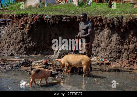 Pigs walking to a man cleaning a sewer river running through Kibera Sum in Nairobi, Kenya. A view through the everyday life in Kibera currently Africa Stock Photo