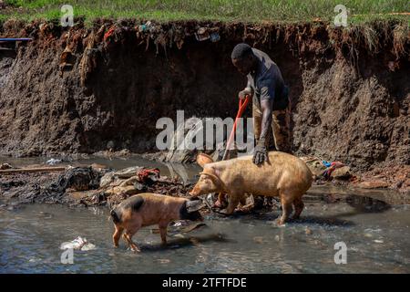 Pigs walking to a man cleaning a sewer river running through Kibera Sum in Nairobi, Kenya. A view through the everyday life in Kibera currently Africa Stock Photo