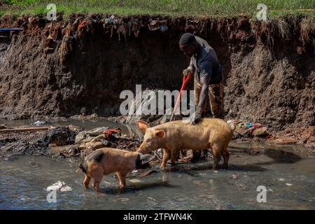 Pigs walking to a man cleaning a sewer river running through Kibera Sum in Nairobi, Kenya. A view through the everyday life in Kibera currently Africa Stock Photo