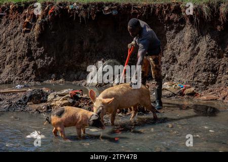 Pigs walking to a man cleaning a sewer river running through Kibera Sum in Nairobi, Kenya. A view through the everyday life in Kibera currently Africa Stock Photo