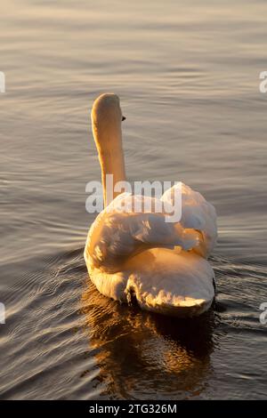 Swans on a frosty morning at Colwick Park in Nottingham, Nottinghamshire England UK Stock Photo