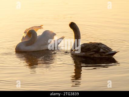 Swans on a frosty morning at Colwick Park in Nottingham, Nottinghamshire England UK Stock Photo