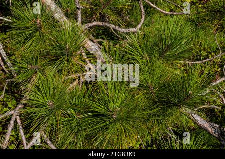 Needles of the Red Pine (Pinus resinosa) growing in the Lake George Wild Forest Area in the Adirondack Mountains in New York State Stock Photo