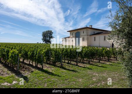 Harvest of grapes in Pomerol village, production of red Bordeaux wine, Merlot or Cabernet Sauvignon grapes on cru class vineyards in Pomerol, Saint-Em Stock Photo