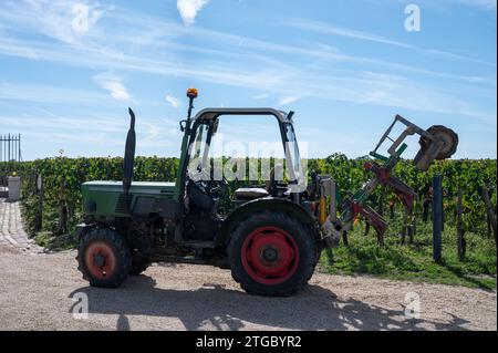 Harvest of grapes in Pomerol village, production of red Bordeaux wine, Merlot or Cabernet Sauvignon grapes on cru class vineyards in Pomerol, Saint-Em Stock Photo