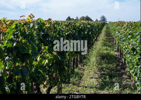 Harvest of grapes in Pomerol village, production of red Bordeaux wine, Merlot or Cabernet Sauvignon grapes on cru class vineyards in Pomerol, Saint-Em Stock Photo