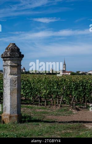 Harvest of grapes in Pomerol village, production of red Bordeaux wine, Merlot or Cabernet Sauvignon grapes on cru class vineyards in Pomerol, Saint-Em Stock Photo