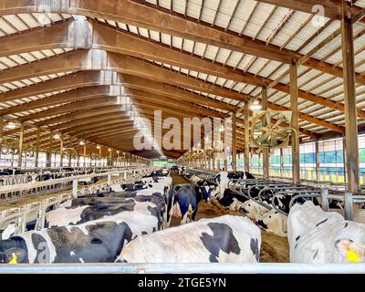 Holstein dairy cows walking around a freestalls barn.  Stock Photo