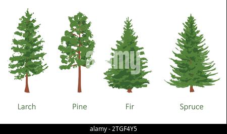 coniferous trees set, larch, pine, fir, spruce, color vector illustration isolated on white Stock Vector