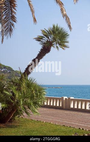palmtree leaning over promenade, Celle Ligure, Riviera di Ponente, Liguria, Italy Stock Photo