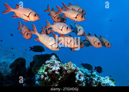 French Polynesia, Fakarava North, Soldier fish (Myripristis) Stock Photo